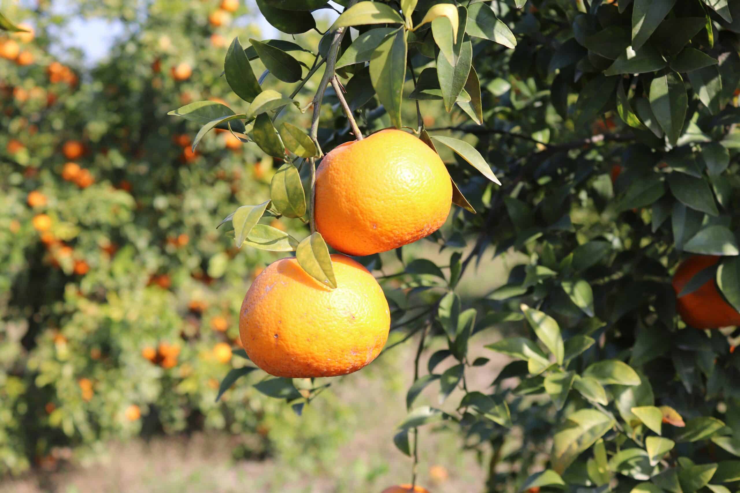 Close-up of two bitter oranges on a tree branch in Valencia, surrounded by green leaves and sunlight